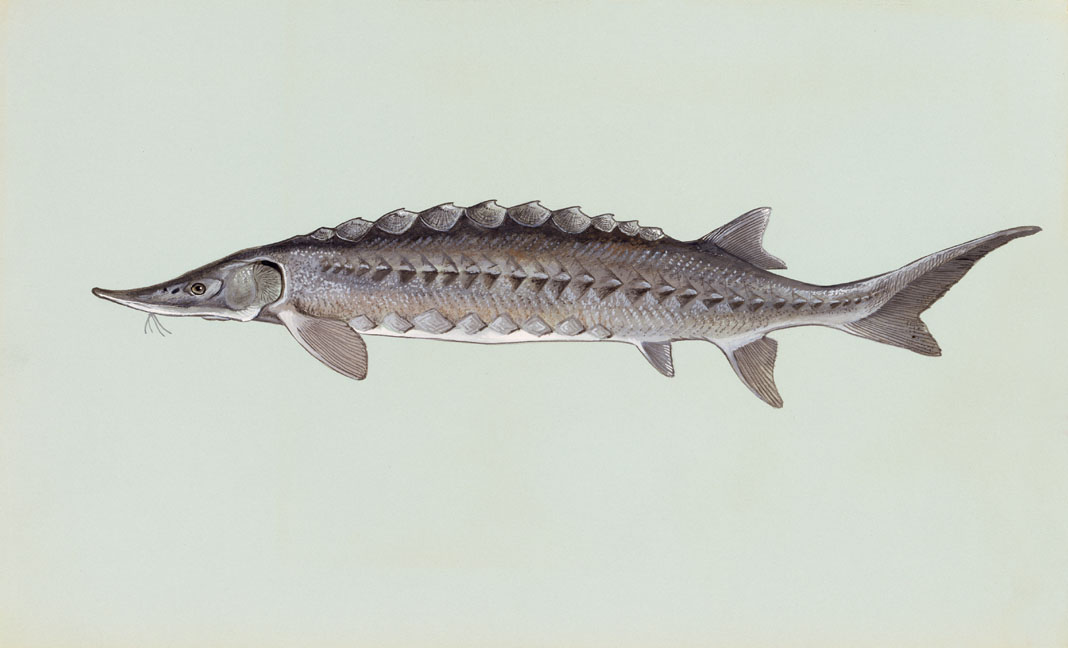 Atlantic Sturgeon