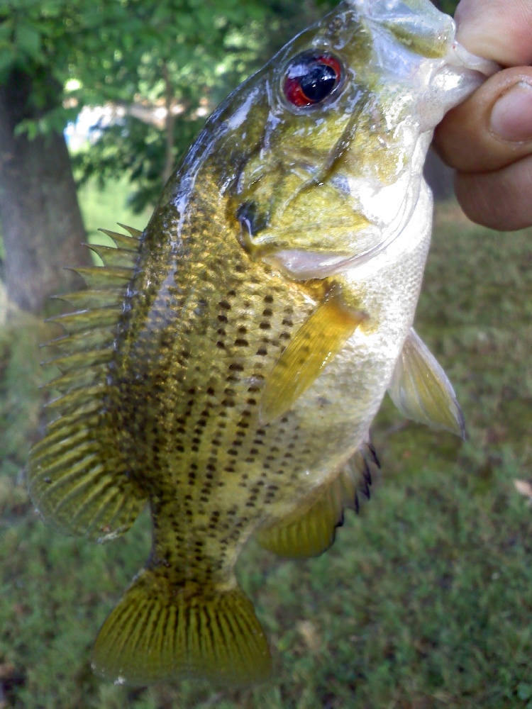 rock bass